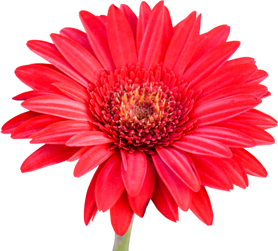 Red Gerbera on White Background